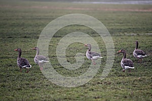 European greylag geese on a meadow on the Northsea island of Pellworm