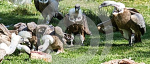 European Griffon Vultures in group of large scavenger birds eatin