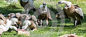 European Griffon Vultures in group of large scavenger birds eatin photo