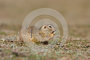 European ground squirrel