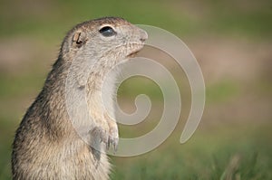 European ground squirrel