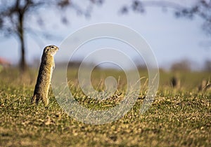 The European ground squirrel