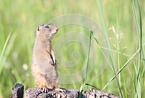 European ground squirrel