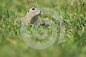 European ground squirrel