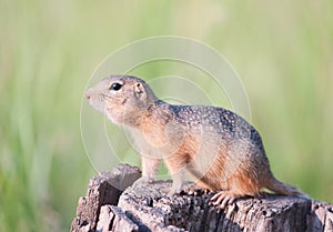 European ground squirrel