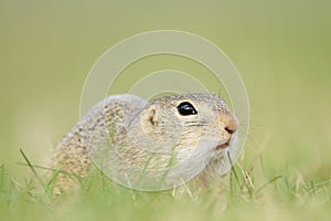 European ground squirrel