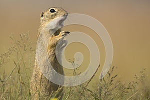 European ground squirrel