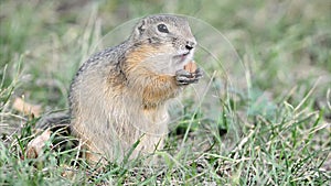 European ground squirrel