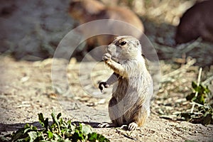 European ground squirrel