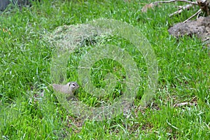 European ground squirrel