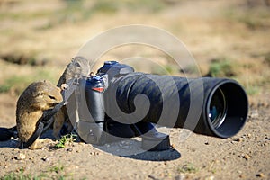 European ground squirrel as a photographer with big professional camera