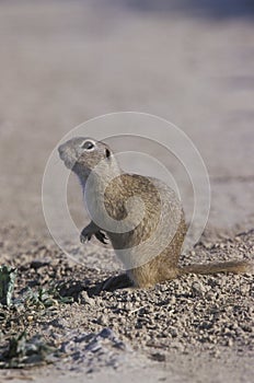 European ground squirrel, Citellus citellus