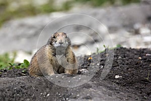 European ground squirrel in a clearing