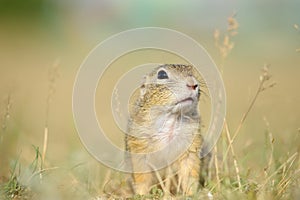 European ground squirrel from close front view