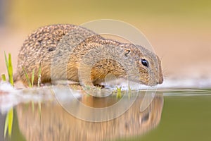 European ground squirrel drinking water