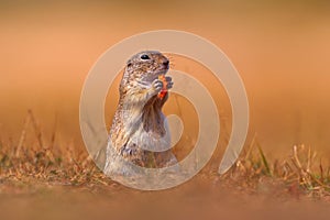 European Ground Squirrel eat the carrot in hand, Spermophilus citellus, sitting in the green grass during summer, detail animal