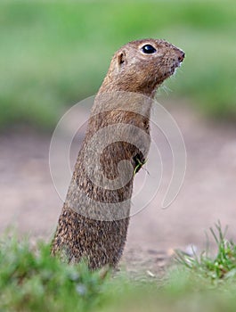 Syseľ európsky jedia na zelenej lúke, Spermophilus citellus