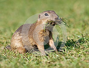 Evropská veverka jíst na zelené louce, Spermophilus citellus