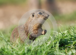 Syseľ európsky jedia na zelenej lúke, Spermophilus citellus