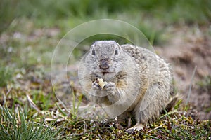European ground squirrel eating an apple