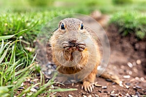 European ground squirrel eating food