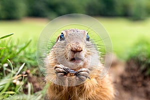 European ground squirrel eating food