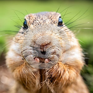 European ground squirrel eating food