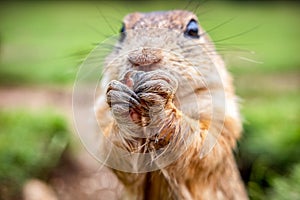 European ground squirrel eating food