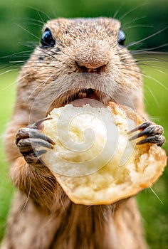 European ground squirrel eating food