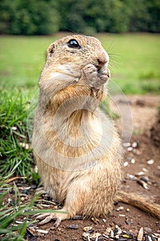 European ground squirrel eating food