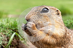 European ground squirrel eating food