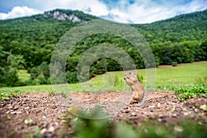 European ground squirrel eating food in national park Muranska planina in Slovakia