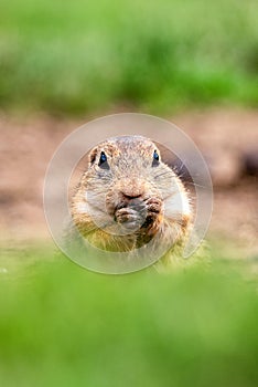 European ground squirrel eating food in national park Muranska planina in Slovakia