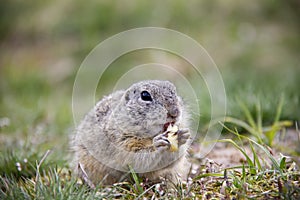 European ground squirrel eating on a meadow