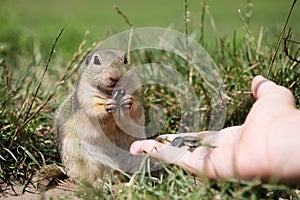 European ground squirrel eating seeds from hand