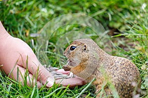 The European ground squirrel eating seeds from hand