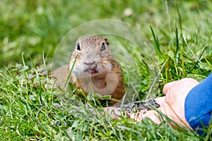 The European ground squirrel eating seeds from hand