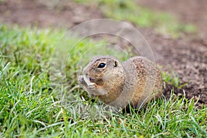 The European ground squirrel eating seeds