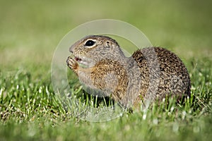 European ground squirrel is eating