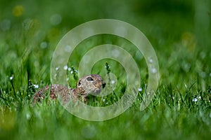 Sysel európsky, syseľ európsky, Spermophilus citellus. Národný park Muránska planina, Slovensko