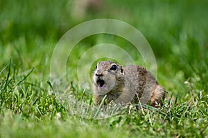 European ground squirrel, European souslik, Spermophilus citellus. The Muran Plateau National Park, Slovakia