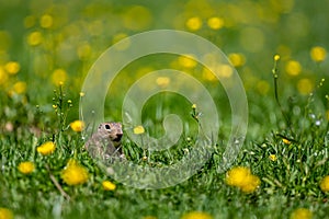 Sysel európsky, syseľ európsky, Spermophilus citellus. Národný park Muránska planina, Slovensko