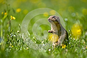 Sysel európsky, syseľ európsky, Spermophilus citellus. Národný park Muránska planina, Slovensko