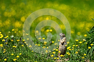 European ground squirrel, European souslik, Spermophilus citellus. The Muran Plateau National Park, Slovakia