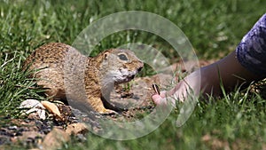 European ground squirrel feeding on meadow, animal