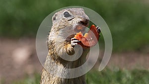 European ground squirrel feeding on meadow, animal