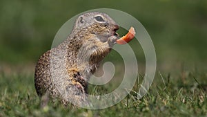 European ground squirrel feeding on meadow, animal