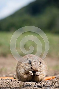 European ground squirrel in a field