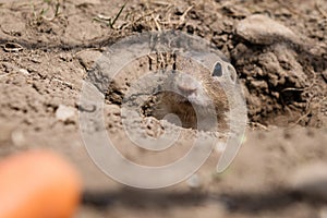 European ground squirrel in a field