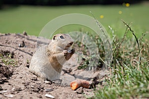 European ground squirrel in a field